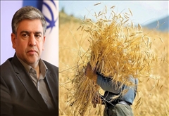 ۸۸درصد مطالبات گندمکاران استان پرداخت شد