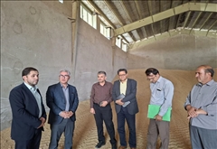 خرید تضمینی گندم